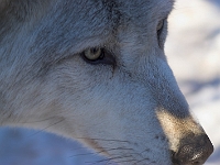 Arctic Wolf 021
